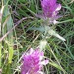 Melampyrum arvense Leaf