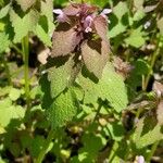 Lamium purpureumFolha