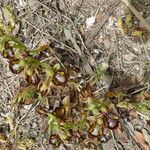 Ophrys speculum Natur