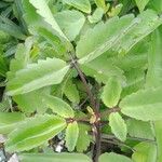 Kalanchoe pinnata Leaf