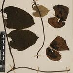 Aristolochia griffithii ᱮᱴᱟᱜ