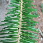 Abies homolepis Lapas