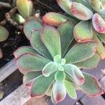 Echeveria coccinea List