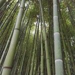 Phyllostachys bambusoides Liść