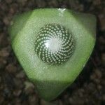 Blossfeldia liliputana Yaprak