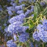 Ceanothus thyrsiflorusÇiçek