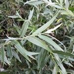 Salix alba Leht