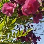 Jacaranda puberula Flor