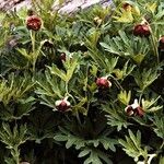 Paeonia californica Агульны выгляд