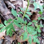 Phacelia bipinnatifida Folha