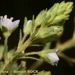 Veronica anagalloides その他の提案