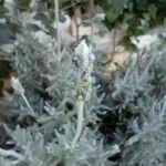 Lavandula dentata Кветка