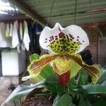 Paphiopedilum spp.Çiçek