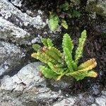 Asplenium trichomanes-ramosum অভ্যাস