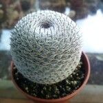 Mammillaria albilanata Ліст