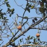 Macoubea guianensis Плод