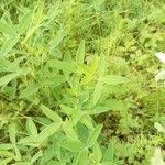 Trifolium medium Feuille