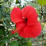 Hibiscus rosa-sinensisFiore