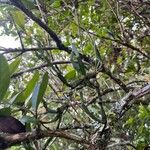Korthalsella japonica 叶