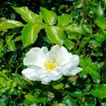 Rosa moschata 花