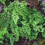 Adiantum jordaniiFolio