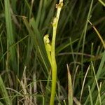 Botrychium simplex 其他