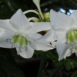 Eucharis × grandiflora Flower