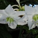 Urceolina × grandiflora Cvet