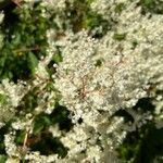 Fallopia aubertiiFleur