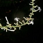 Angostura granulosa 花
