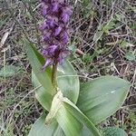 Orchis geantLeaf