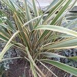 Phormium tenax Fuelha