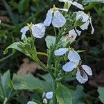 Raphanus raphanistrum Flower