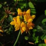 Lotus pedunculatus Fleur