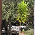 Yucca aloifoliaBlad