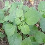 Salpichroa origanifolia Leaf