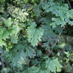 Hymenophyllum polyanthos Feuille