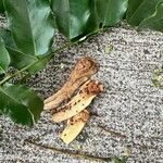 Myroxylon balsamum Fruit