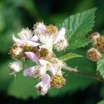 Rubus ulmifolius Fleur
