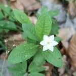 Lysimachia europaea Blad