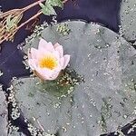 Nymphaea alba Flower