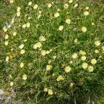 Hieracium berardianum Λουλούδι