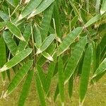 Dendrocalamus asper Leaf