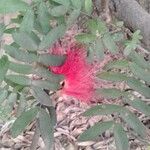 Calliandra surinamensis Цветок