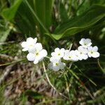 Androsace obtusifolia Fula