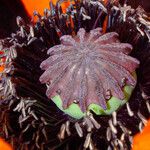 Papaver orientale Flor