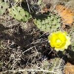 Opuntia polyacantha Flor