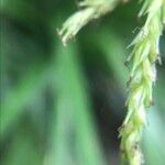 Carex sylvatica Cvet