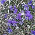 Viola calcarata Flor