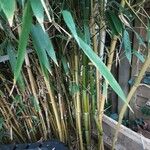 Phyllostachys aurea পাতা